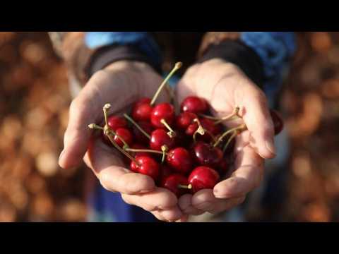 Syria's major cherry production marks setback in war-torn Idlib