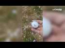 VIDEO. Orages : des grêlons de 5 cm de diamètre tombés en Anjou