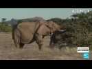 Namibie : la vente de 170 éléphants aux enchères fait polémique