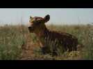 Kazakhstan: en danger, la population d'antilopes saïgas reprend du poil de la bête