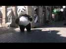 VIDÉO. Un panda géant danse dans les rues de Quimper