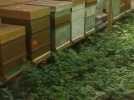 Un apiculteur d'Annezin se réjouit de la récolte prometteuse pour le miel