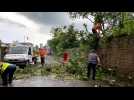 Balan rue poupart, un arbre tombé au sol pendant l'orage