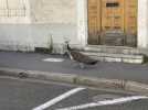 VIDÉO. Pétronille et sa famille paon en promenade dans les rues du Mans