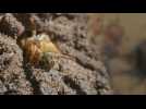 Les abeilles sans dard, un trésor encore peu connu du Brésil
