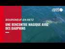 VIDEO. Une rencontre magique avec des dauphins dans la baie de Bourgneuf-en-Retz