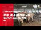ATTENDRE Reportage marché bovins Châteaubriant