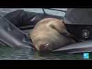 Boat-bending walrus visitor makes a splash in Norway