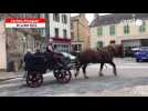 VIDÉO. À Carhaix, le cheval breton Ténor promène les personnes âgées des EHPAD dans le centre-ville