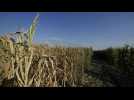 Au Portugal et en Roumanie, la sécheresse détruit les récoltes