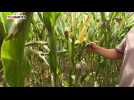 Agriculture: le maïs au régime sec