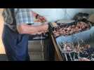 VIDÉO. En Finistère, il organise un concours de tressage d'oignons de Roscoff