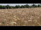 Reportage moisson + interview