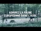 Admirez la faune européenne dans l'Aube