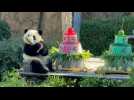 France: au zoo de Beauval, les pandas Yuandudu et Huanlili fêtent leur premier anniversaire