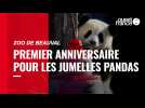 VIDÉO. Zoo de Beauval : les jumelles pandas fêtent leur premier anniversaire