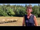 Les moutons Bleu du Maine dans les starting-blocks pour la Foire de Sedan