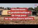 Sécheresse : la problématique de trop pour les agriculteurs laitiers