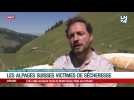 Les alpages Suisses souffrent de la chaleur