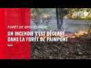 VIDÉO. Incendie dans la forêt de brocéliande : plus de 200 pompiers mobilisés