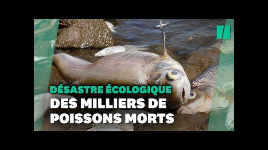 ENQUETE. Pollution, poissons morts et silences gênés En