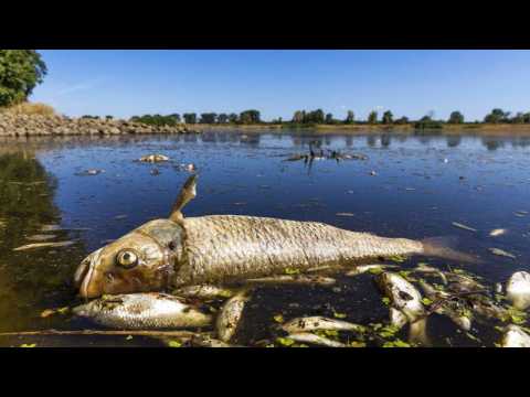 Mass fish die-off in German Polish river worries conservationists