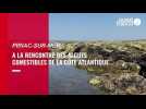 VIDEO. Piriac-sur-Mer, à la découverte des algues comestibles