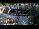 Métropole lilloise : piscine et glaces pour les animaux du zoo de Lille