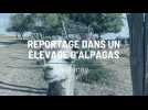 Reportage dans un élevage d'alpagas