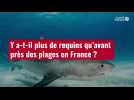 VIDÉO. Y a-t-il plus de requins qu'avant près des plages en France ?