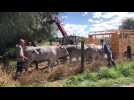 Six vaches, coincées dans un marécage, secourues à Fontaine-sur-Somme