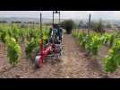 Le robot qui désherbe les vignes