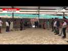 VIDEO. À Vire Normandie, deux poneys se marient