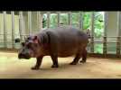 Une journée avec Gloria, le bébé hippopotame de Beauval