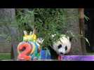Washington DC's baby panda celebrates 2nd birthday with special cake