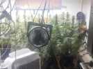 Annemasse : 158 plants de cannabis découverts dans un appartement