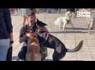 VIDÉO. Lutter contre l'abandon de chiens : une action forte à Nantes