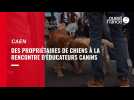 VIDEO. A Caen, ces propriétaires apprennent à éduquer leurs chiens auprès d'éducateurs