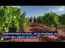 Adrien Blua , éleveur de vaches Montbéliardes au Luc
