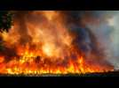 14 000 hectares de forêt ravagés en Gironde , le feu jusqu'à l'océan