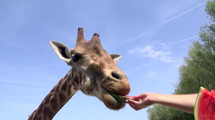 Thumbnail Canicule : des fruits et des glaces pour les animaux du parc de Branféré