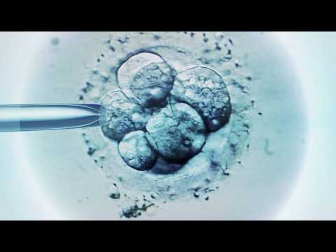 Scientists create the world’s first 'synthetic' embryos without using sperm or eggs