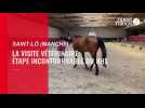 VIDÉO. À Saint-Lô, près de 200 chevaux ont passé la visite vétérinaire avant le grand Jumping international du NHS