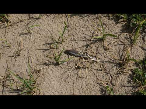 Italy drought: Risotto rice harvest fears as paddy fields dry up amid lack of rainfall