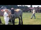 Un concours de chevaux de trait à Erquennes (Honnelles) à l'occasion des moissons à l'ancienne