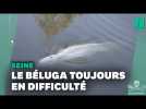 Béluga dans la Seine : pourquoi l'animal n'est pas extrait