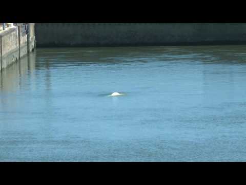France: beluga whale stranded in Seine river lock