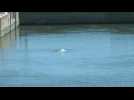 Béluga égaré dans la Seine: les espoirs de sauver le cétacé s'amenuisent