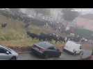 Un village britannique réveillé par une invasion de vaches