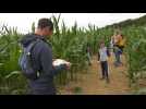 Saint-Fuscien : Un labyrinthe en plein champs de maïs